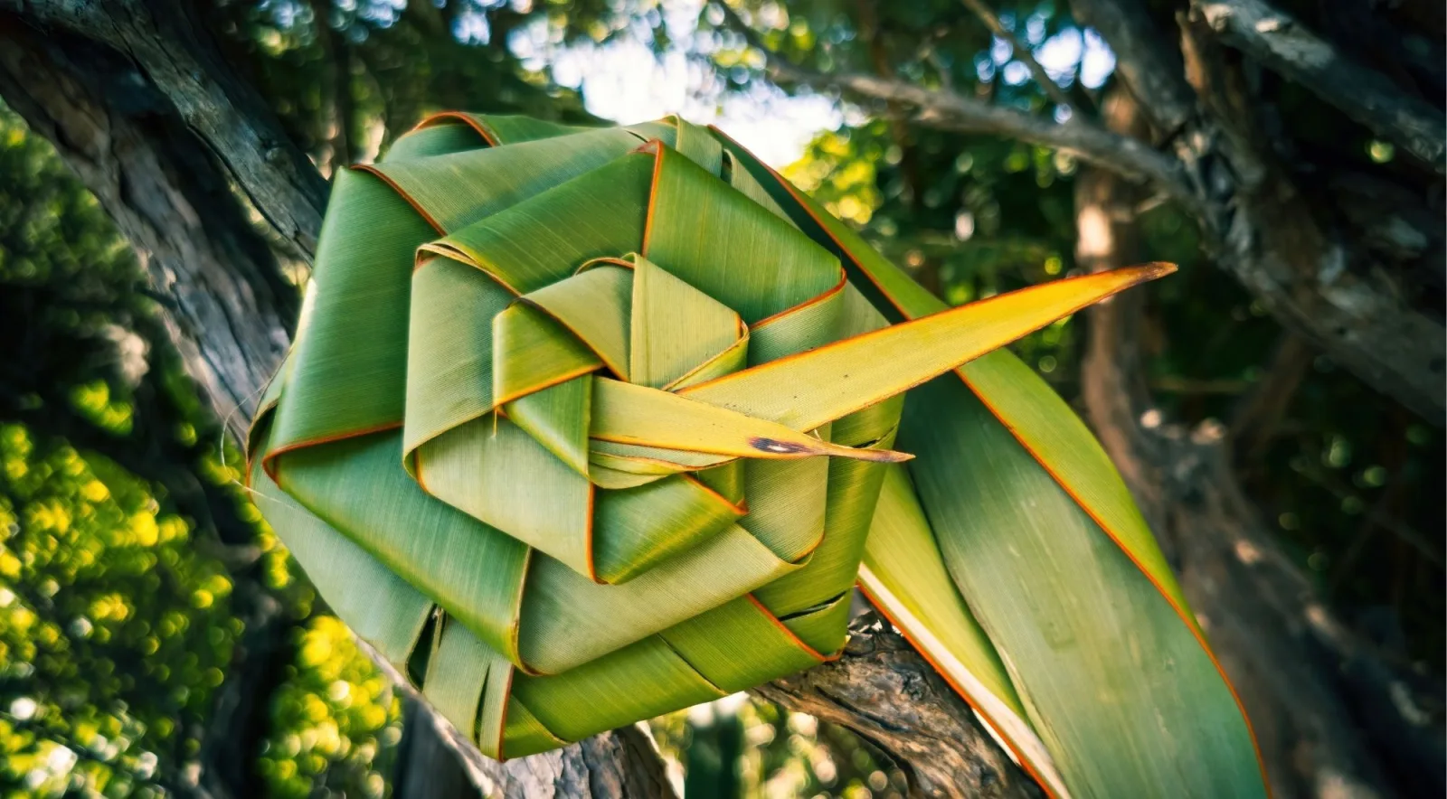 Kete woven from green harakeke flax resting in the fork of a tree